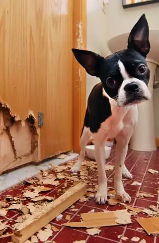 dog chewed door