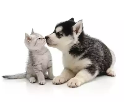 kitten & puppy